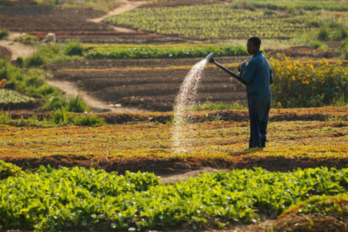 Kinshasa: Lancement Officiel du Projet AVENIR pour l'Autonomisation de l'Entrepreneuriat Agricole et Rural