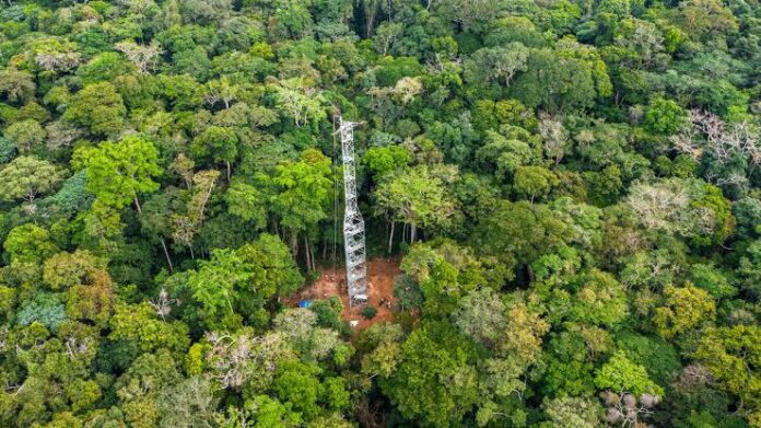 Kinshasa: La Protection des Forêts Tropicales, un Thème Clé pour les Candidats Présidents de la République