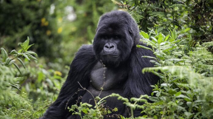 Nord-Kivu: Les hostilités menacent le tourisme et l'environnement, alerte le Fonds mondial pour la nature