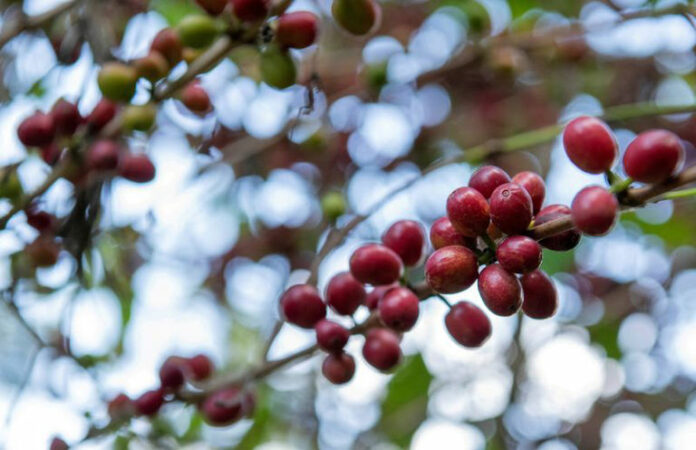 Éthiopie: Le nouveau règlement de l'UE menace les petits exploitants agricoles africains et bouleverse le marché du café