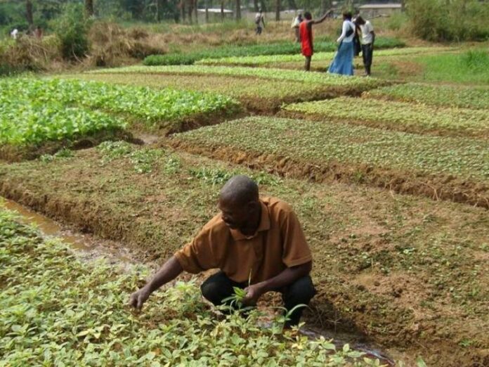 Kongo Central: Inondations à Mbanza Ngungu - Une Crise Agricole Menace la Sécurité Alimentaire