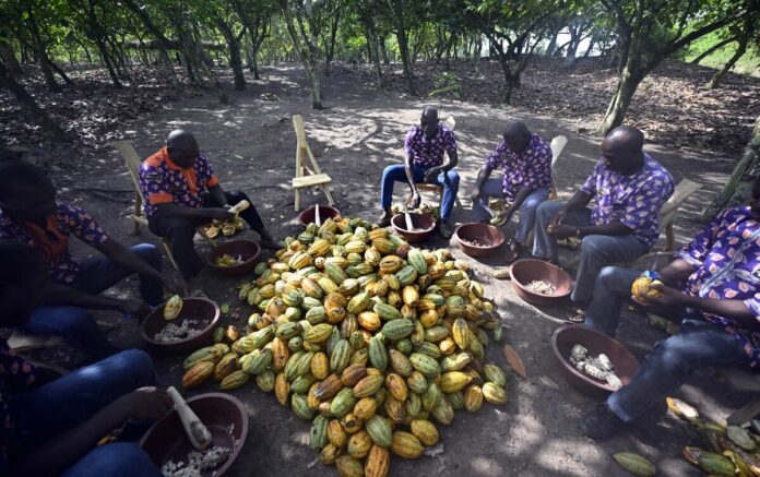 Récoltes décevantes de cacao en Afrique de l'Ouest : Une Dure Réalité Face à la Demande Mondiale