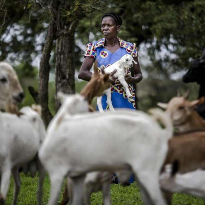 Haut-Uele: Alerte maximale contre la peste des petits ruminants