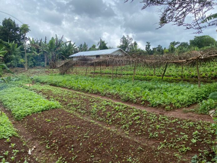 Lubero : La terre promise devenue champ de bataille pour les agriculteurs