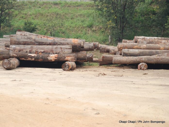 36 millions USD pour sauver les forêts : l'ambitieux pari de la RDC