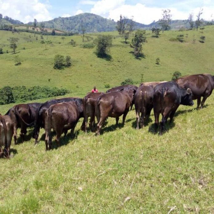 Nord-Kivu : la guerre met à genoux les fermes agricoles