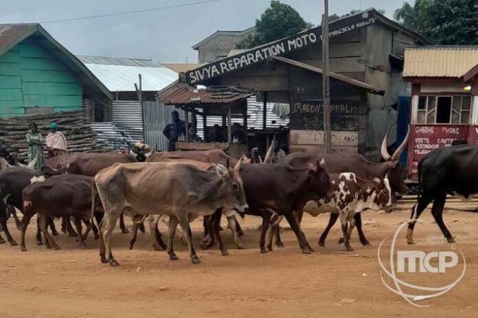 Ituri : les pillages de bétail reprennent, l'ombre de l'insécurité persiste à Irumu