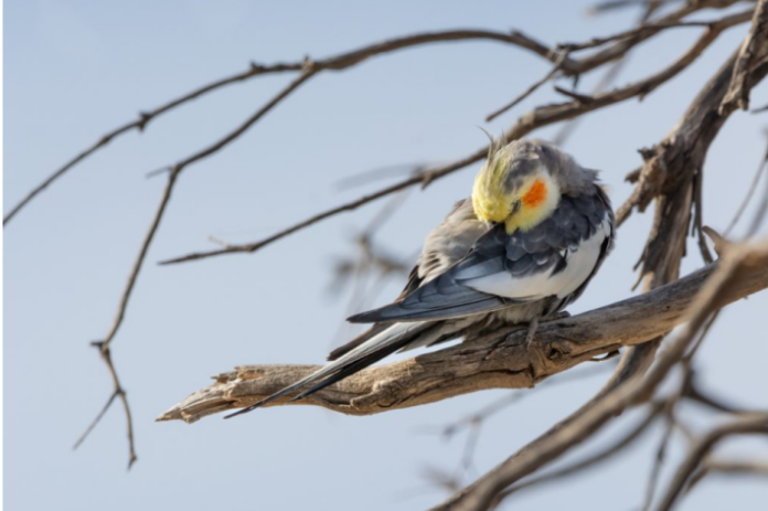 Les Rêves Intrigants des Oiseaux : Un Pas de Géant pour la Science